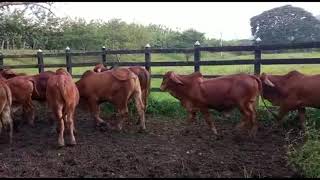 Toros Brahman Rojo   Santafé