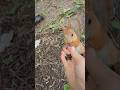 Кроха сама подбежала к ногам Ещё не просит но уже ищет около человека Squirrel белка Animals Кроха сама подбежала к ногам Ещё не просит но уже ищет около человека Squirrel белка Animals