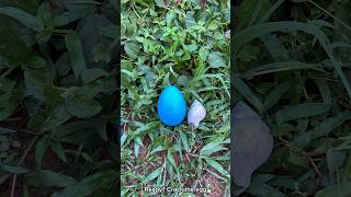 🥚💙 Egg Surprise - Medium blue eggs 😱🫣 #scary #creepypasta #egg #creepy #eggs 255