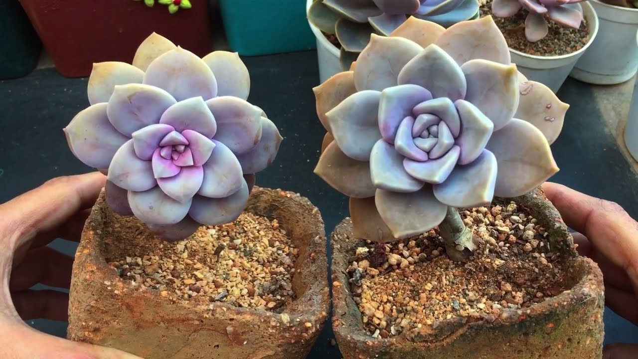 HOW TO DIFFERENTIATE BETWEEN GRAPTOPETALUM SUPERBUM AND PURPLE DELIGHT