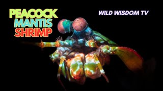 The Peacock Mantis Shrimp: Nature's Heavy Hitters