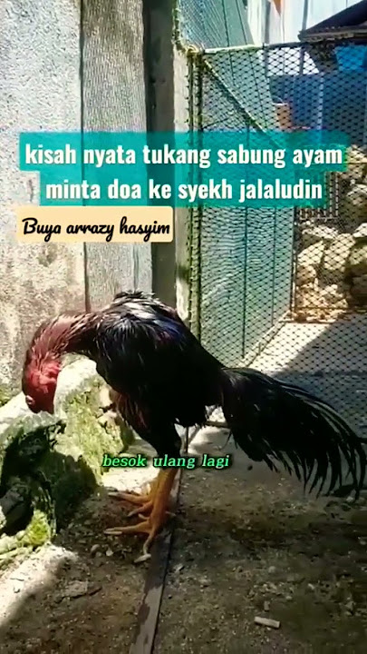 kisah nyata, sabung ayam minta doa ke syekh, Buya arrazy Hasyim ceramah singkat @duniasementara17