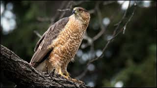 Cooper's hawk Sounds