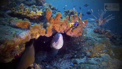 CTC Intro Video (Short)