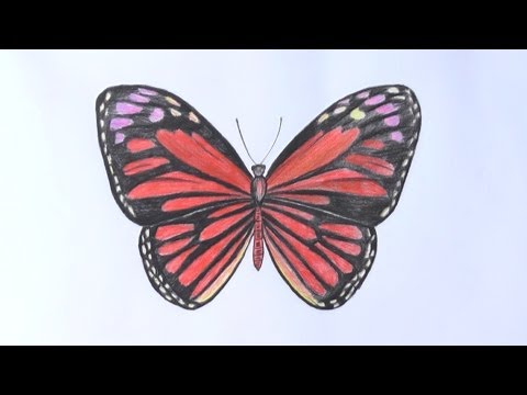 Уроки рисования. Как нарисовать бабочку | Art School