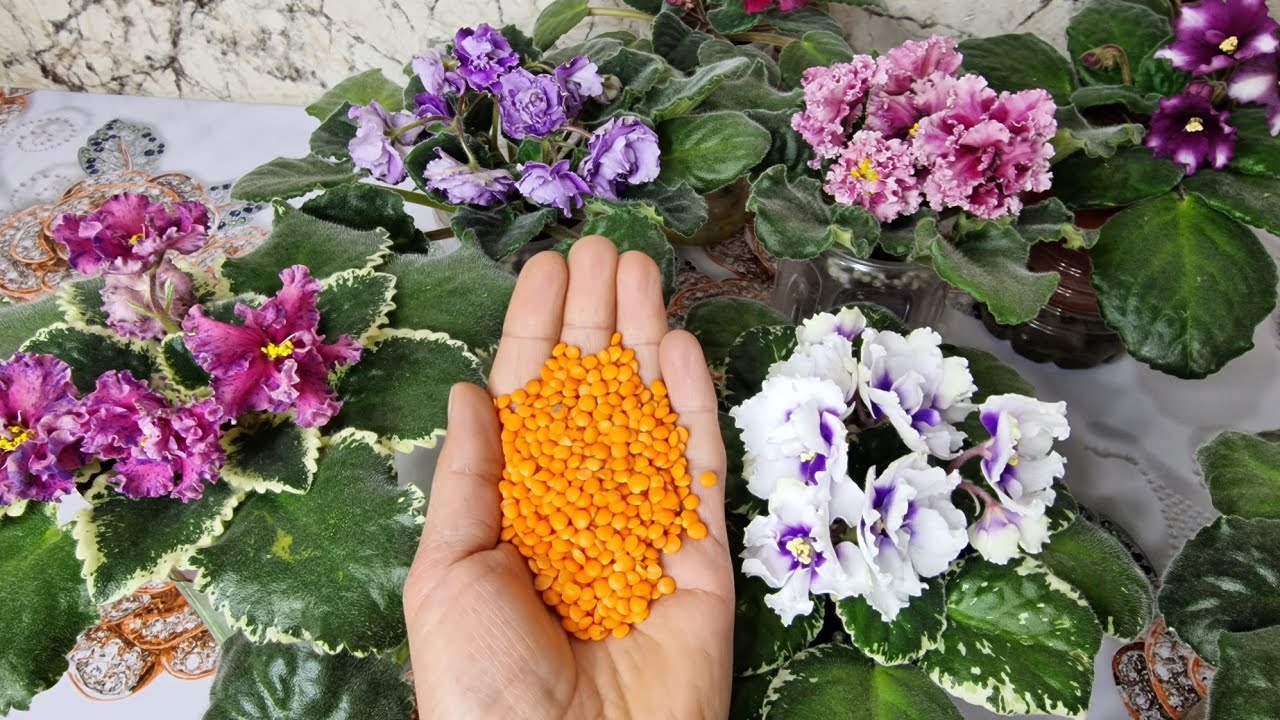 Menekşelerin Bol Çiçek Açması İçin BUNU YAPIN😉Açmayan menekşe kalmayacak/ menekşe bakımı