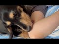 飼い主が好きすぎて手をぺろぺろ舐めるのをやめられない犬【ミニチュアダックスフンド】dog