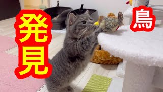 部屋の中で鳥を見つけた猫がこうなりました...