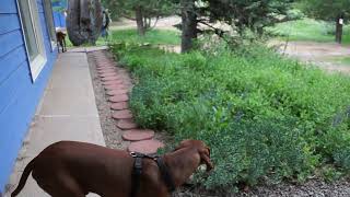 2022 06 06 Video Feeding Exiting For Walk 3 by The Light Of Dog 25 views 1 year ago 1 minute, 42 seconds