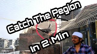 Catch The Pegion In 2 Min Part 3