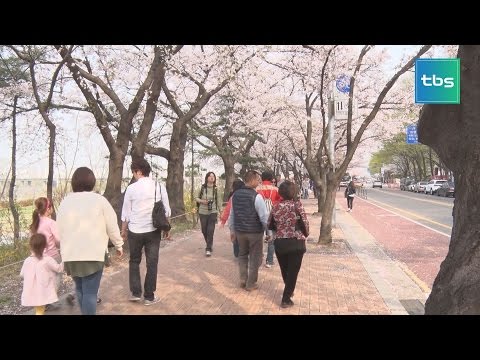 [tbs] 막바지 봄꽃 즐기는 시민들