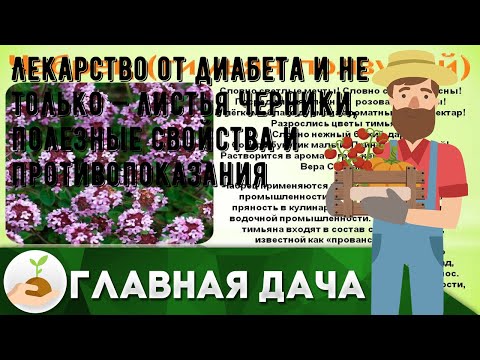 Лекарство от диабета и не только — листья черники, полезные свойства и противопоказания