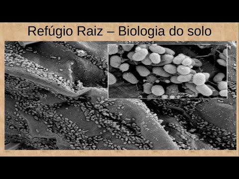 Vídeo: Melhorando O Solo E Lutando Contra Bactérias