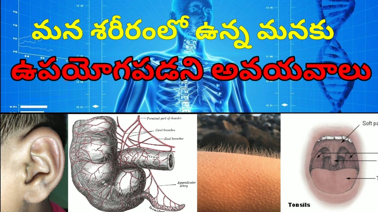 Vestigial organs of Human in Telugu,#SKBRtv,మానవునిలో అవశేష అవయవాలు