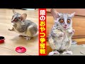 おやつの争奪戦！小さな猿の家族。Monkey family snack competition