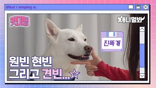 You Just Became A Fan Of Dog ‘Poonge’ | Pet Meetup EP.01