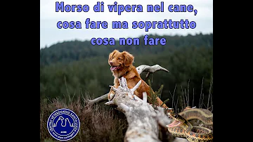 Come capire se il cane è stato morso da un serpente?