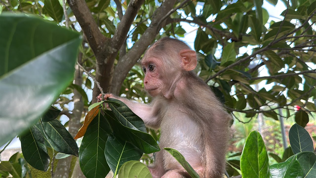 Непослушная обезьянка Хаки беспомощна перед тем, что делает его мама!!!