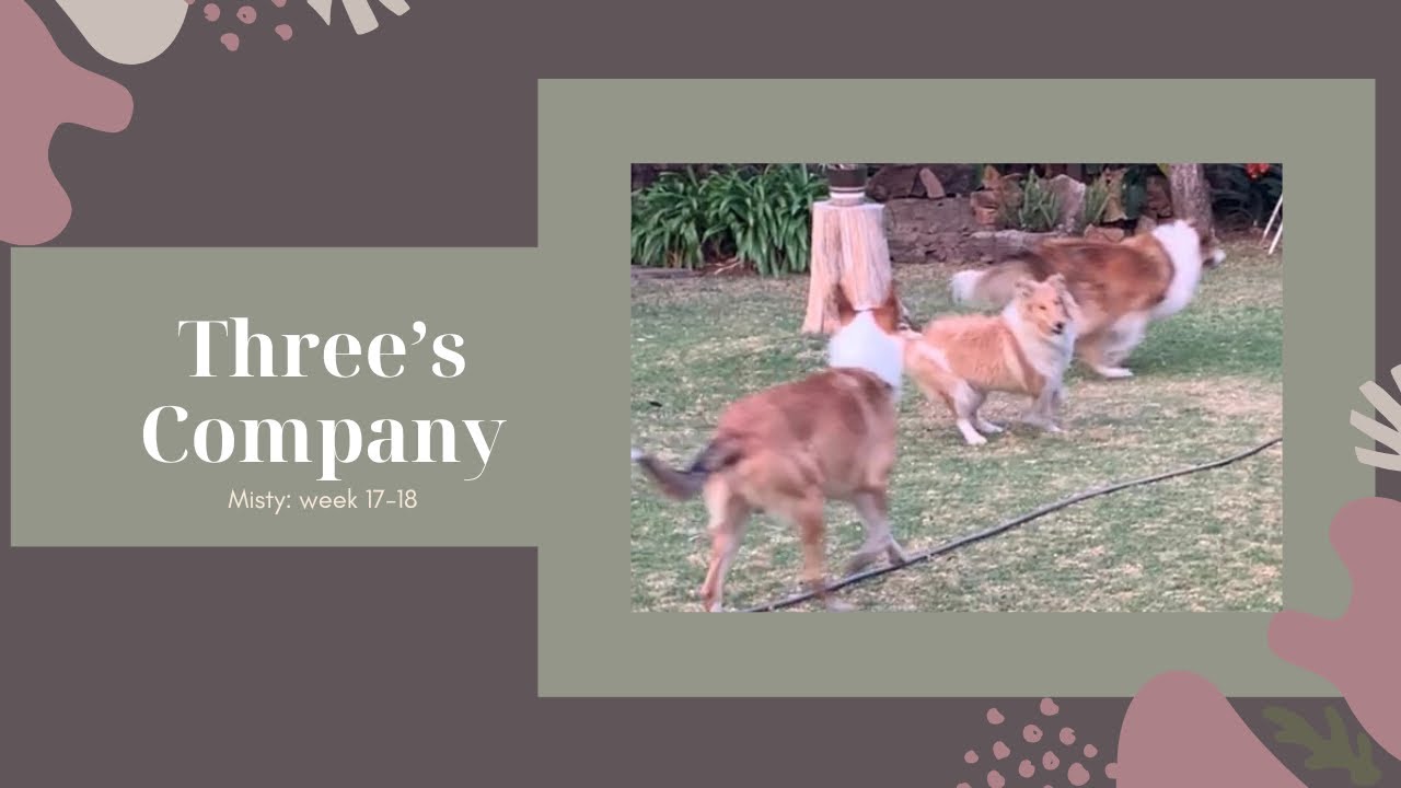 Triple Threat 🐾 Cozy Collie Playtime & Puppy Silliness