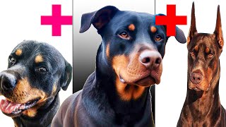 Doberman Pinscher et Rottweiler Les chien de race mixte by Chat Chien et Amis 411 views 1 year ago 3 minutes, 3 seconds