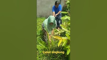 cabut singkong #singkong #cara cabut singkong #cabut