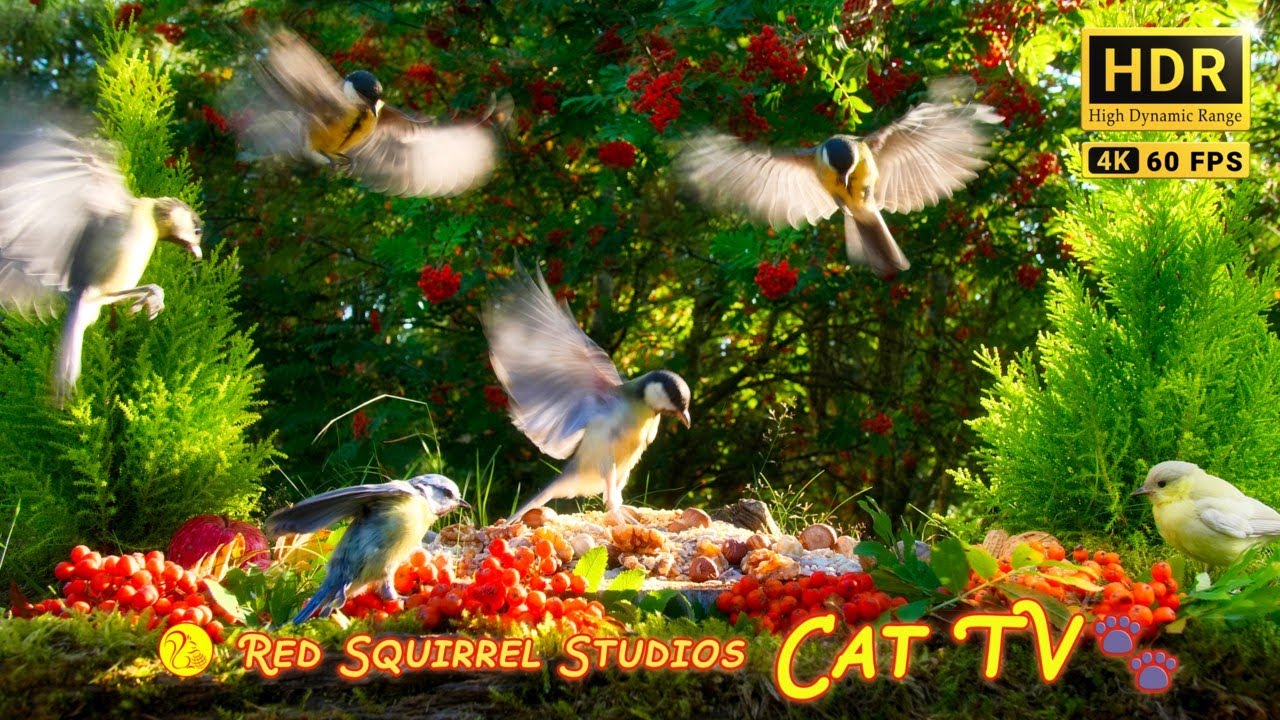 CAT TV NO ADS 😻 Pretty Little Birds for Cats to Watch and Slap