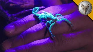 Re-posting this previously two-part episode now combined into one. you
can enjoy the deadliest scorpion in america unabridged :) coyote
peterson on i...