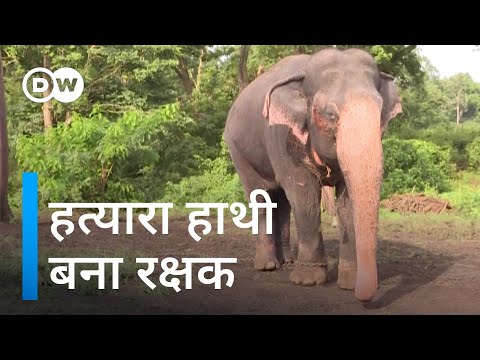 21 लोगों को मारने वाला हाथी कैसे बदल गया [India's born-again elephants repel four-legged rampages]