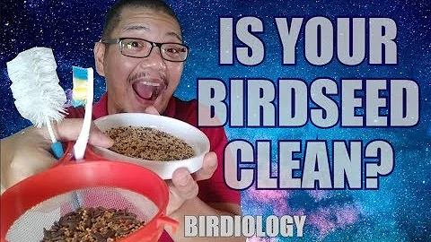 Kde se umístí ptačí obydlí?