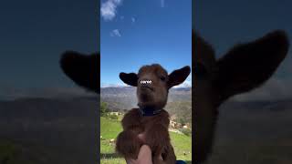 Animal core #funny #animals #animallovers #pets #shorts #fypシ #cuteanimals #adorable #fluffy