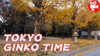 TOKYO GINKO TREE TIME - 4K 60FPS HDR