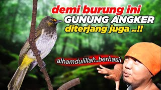 RELA MENDAKI GUNUNG 4NGKER DEMI BURUNG CUCAK WILIS - BANYAK BANGET BURUNG RENGGANIS DISINI