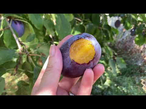 Video: Plum President: variety description, features, yield and reviews