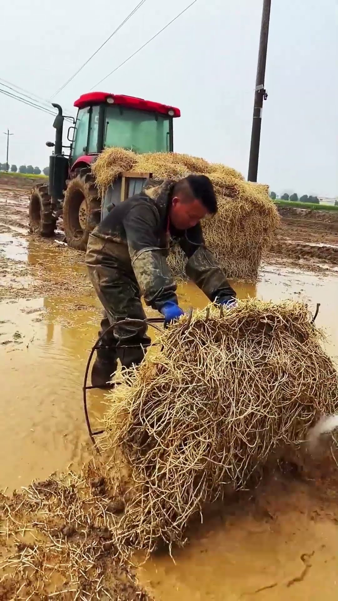 Weed removal process in paddy field- Good tools and machinery make work easy