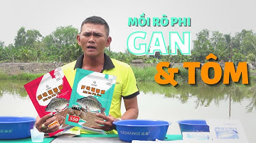 Hướng dẫn cách pha MỒI CÂU CÁ RÔ PHI GAN & TÔM KẾT HỢP | TS Fishing
