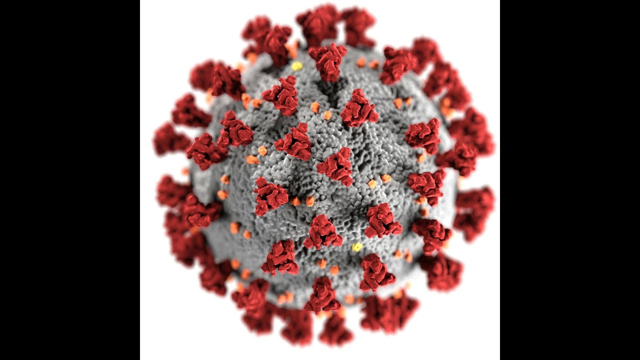 Episode 12 A Deep Dive Should We Worry About the Bird Flu - YouTube