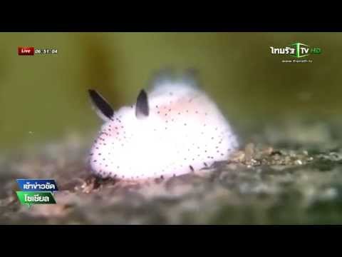 วีดีโอ: กระต่ายทะเล: ปลาจากมหาสมุทรแปซิฟิก