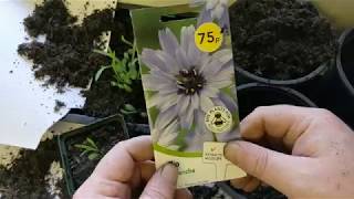 Growing CATANANCHE from seed PART 2