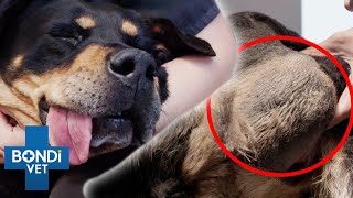 Removing Rottweiler's Giant Butt Lump | Bondi Vet Clips | Bondi Vet