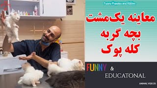 معاینه یه مشت کله پوک  معاینه بچه گربه ها دقت خاصی می طلبد و متفاوت است