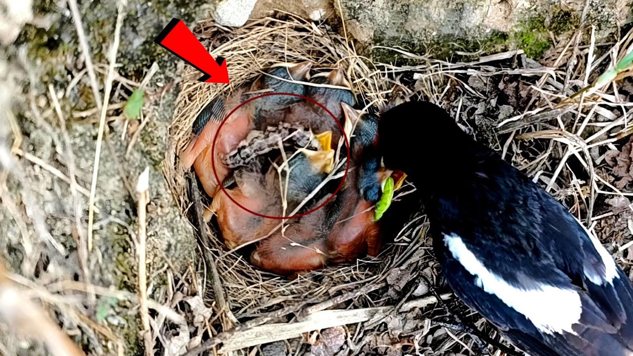 Worm stuck in the throat of the baby of Familiar chat bird ...