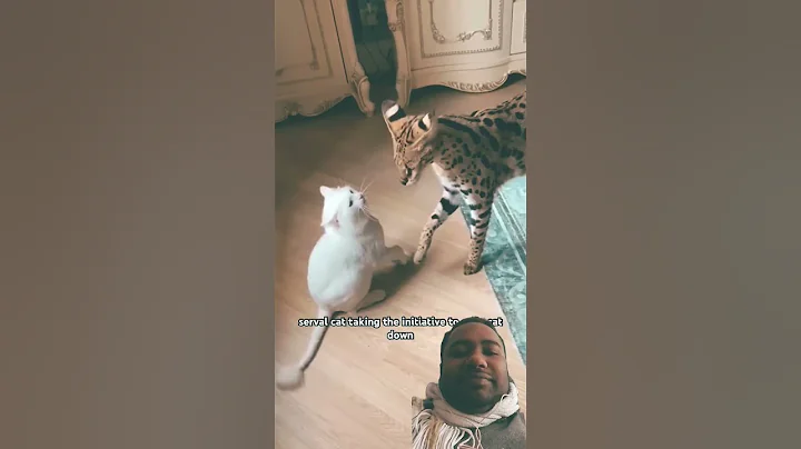 Video 7131571: servals kitten animals catlover, cat servals kitten animals, serval cat funny, cat kitten show