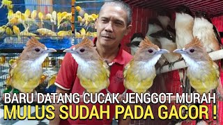 Download Lagu REZEKI PAGI ! PAKDHE BANJIR CUCAK JENGGOT GACOR MURAH DI PASAR BURUNG PRAMUKA HARI INI KIOS BAJANG  MP3 Download Lagu REZEKI PAGI ! PAKDHE BANJIR CUCAK JENGGOT GACOR MURAH DI PASAR BURUNG PRAMUKA HARI INI KIOS BAJANG  MP3