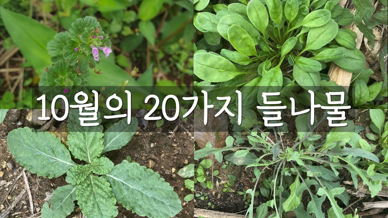 10월의 20가지 들나물, 먹는 방법과 간략한 효능까지 직접 들판에서 보여드릴게요