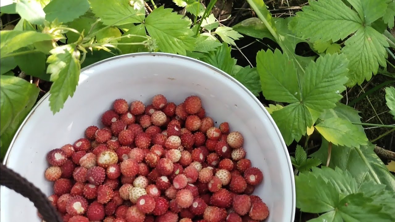 РАННЯЯ ПТИЧКА УЖЕ УПОРХАЛА?????????????????????????????????????????????????????????? - YouTube