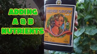 how to mix a b nutrient solution -sensi grow and sensi bloom