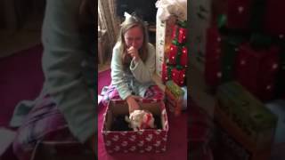 A surprise puppy for Christmas