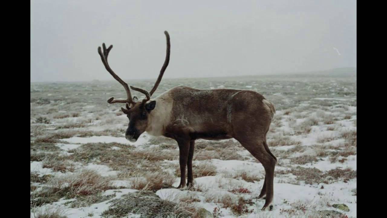 Животные Тундры Фото