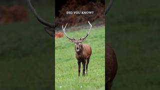 Roaring Red Deer Stags: Nature's Majestic Bellows  #didyouknow