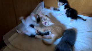 Kitten brothers fight special feature by あいねこ.Aineko 1,263 views 1 month ago 5 minutes, 9 seconds